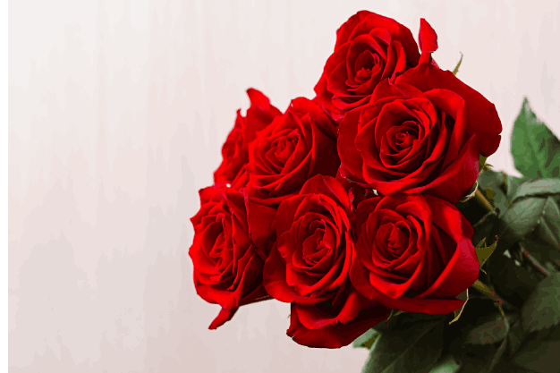 Red Roses