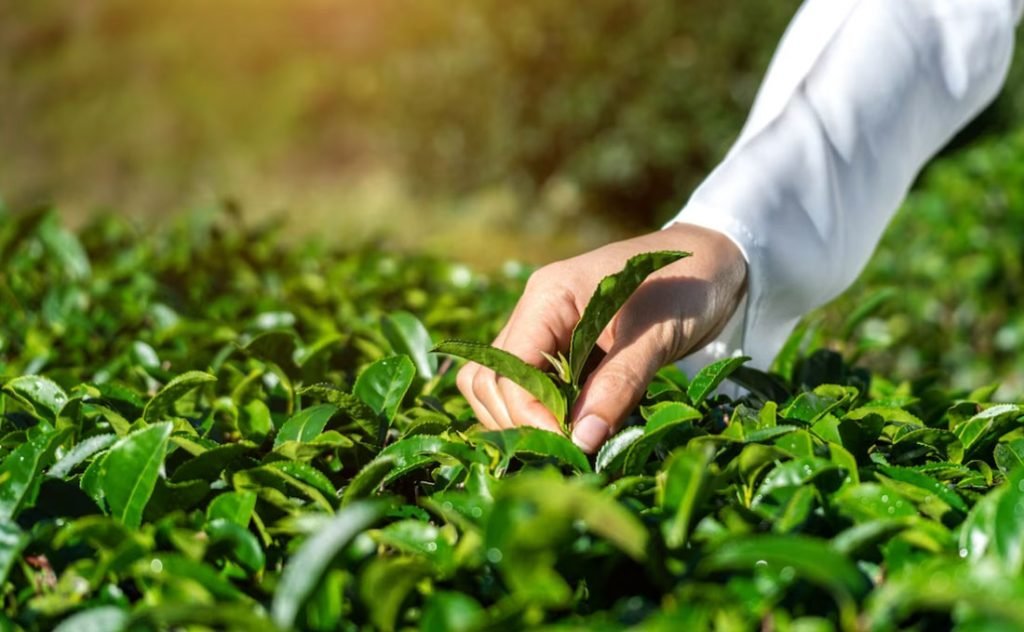 famous tea production places